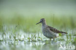 Bosruiter (Tringa glareola)