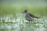 Wood Sandpiper (Tringa glareola)