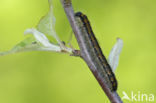 Groot geaderd witje (Aporia crataegi)