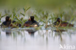 Geoorde Fuut (Podiceps nigricollis)