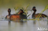 Geoorde Fuut (Podiceps nigricollis)