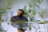 Geoorde Fuut (Podiceps nigricollis)