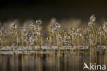 Waterviolet (Hottonia palustris)