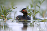 Geoorde Fuut (Podiceps nigricollis)