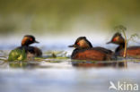 Geoorde Fuut (Podiceps nigricollis)