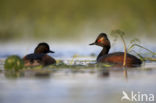 Geoorde Fuut (Podiceps nigricollis)