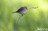 Grauwe Klauwier (Lanius collurio)