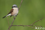 Red-backed Shrike (Lanius collurio)