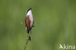 Red-backed Shrike (Lanius collurio)