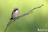 Grauwe Klauwier (Lanius collurio)