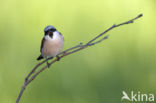 Red-backed Shrike (Lanius collurio)