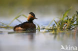 Geoorde Fuut (Podiceps nigricollis)