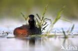 Geoorde Fuut (Podiceps nigricollis)