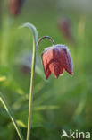 Wilde kievitsbloem (Fritillaria meleagris)