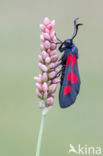 Vijfvlek-sint-jansvlinder (Zygaena trifolii)