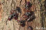 Vliegend hert (Lucanus cervus)