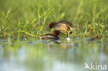 Little Grebe (Tachybaptus ruficollis)