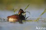 Geoorde Fuut (Podiceps nigricollis)