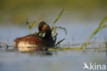 Geoorde Fuut (Podiceps nigricollis)