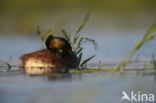 Geoorde Fuut (Podiceps nigricollis)