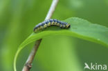 Sporkehoutspanner (Philereme vetulata)