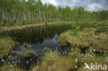 Hare s-tail Cottongrass (Eriophorum vaginatum)