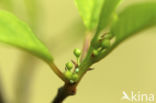 Boomblauwtje (Celastrina argiolus)