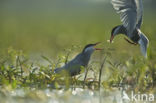 Whiskered Tern (Chlidonias hybridus)