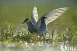 Whiskered Tern (Chlidonias hybridus)