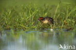 Dodaars (Tachybaptus ruficollis)