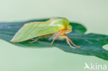 Green Silver-lines (Pseudoips prasinana)