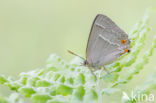 Purple Hairstreak (Neozephyrus quercus)