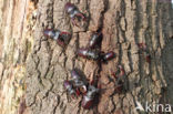 Stag Beetle (Lucanus cervus)