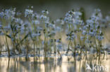 Waterviolet (Hottonia palustris)