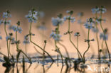 Waterviolet (Hottonia palustris)