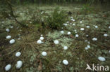 Jeneverbes (Juniperus communis)