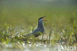 Whiskered Tern (Chlidonias hybridus)