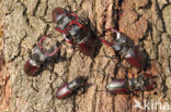 Stag Beetle (Lucanus cervus)