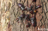 Stag Beetle (Lucanus cervus)