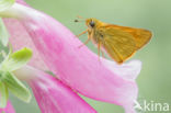 Large Skipper (Ochlodes faunus)