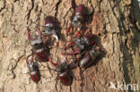 Stag Beetle (Lucanus cervus)