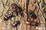 Stag Beetle (Lucanus cervus)