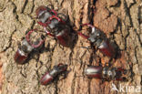 Vliegend hert (Lucanus cervus)