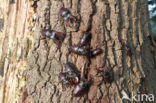 Stag Beetle (Lucanus cervus)