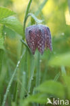 Wilde kievitsbloem (Fritillaria meleagris)