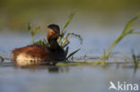 Geoorde Fuut (Podiceps nigricollis)