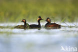 Geoorde Fuut (Podiceps nigricollis)