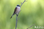 Grauwe Klauwier (Lanius collurio)