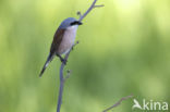 Grauwe Klauwier (Lanius collurio)