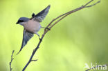 Grauwe Klauwier (Lanius collurio)